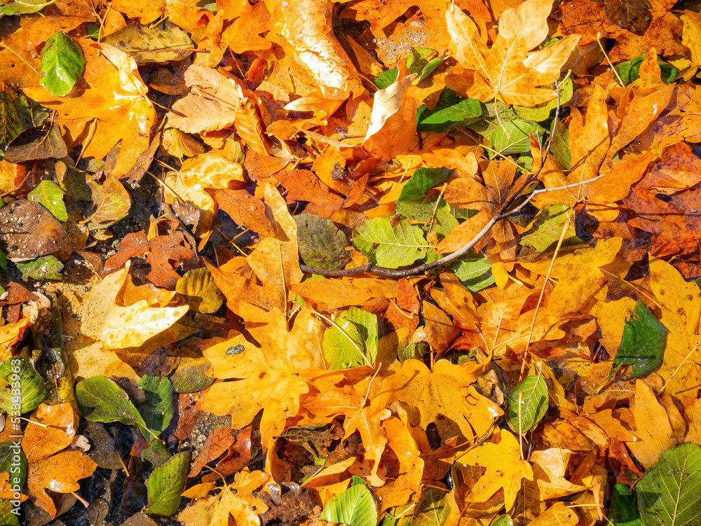 Many fallen leaves over the beautiful Switzer Falls Trail Many fallen leaves over the beautiful Switzer Falls Trail