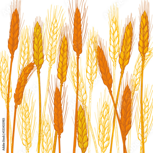 Ears of wheat. Barley cereals harvest, spike, grain, corn, agriculture, organic farming, healthy food symbol. Bakery design element. Vector illustration