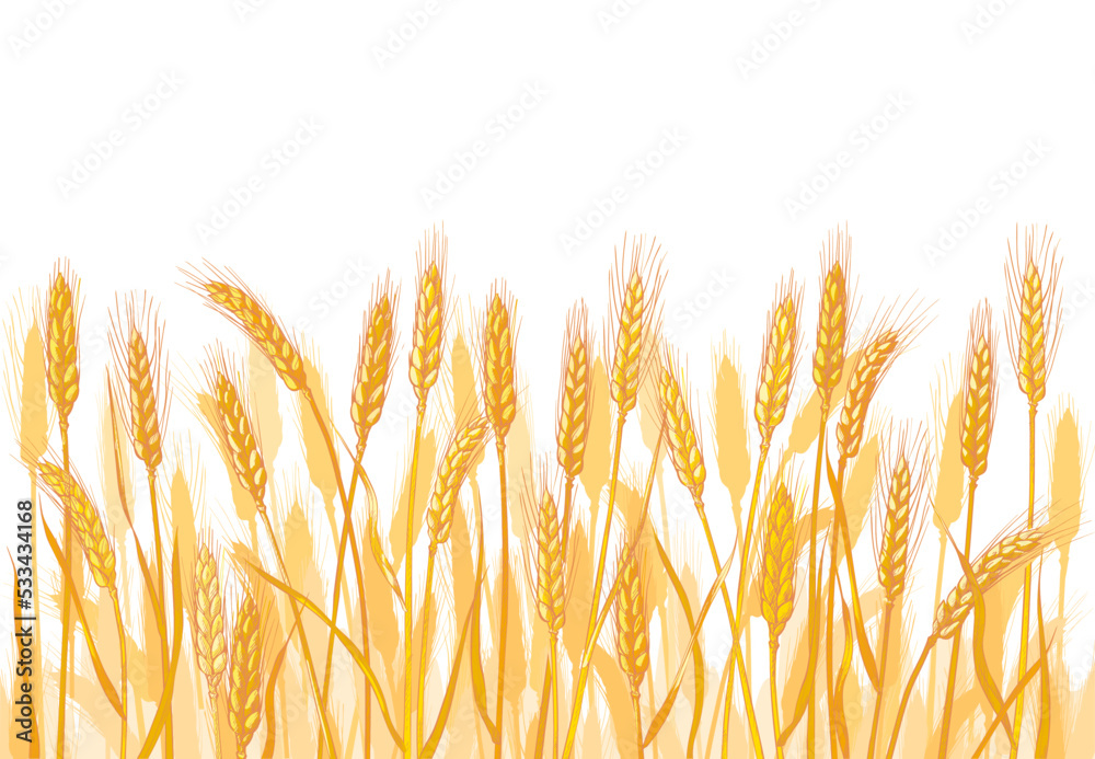 Ears of wheat. Barley cereals harvest, spike, grain, corn, agriculture, organic farming, healthy food symbol. Bakery design element. Vector illustration