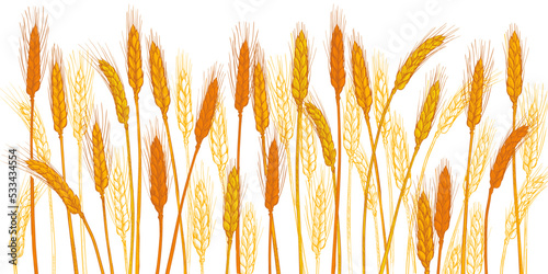 Ears of wheat. Barley cereals harvest, spike, grain, corn, agriculture, organic farming, healthy food symbol. Bakery design element. Vector illustration