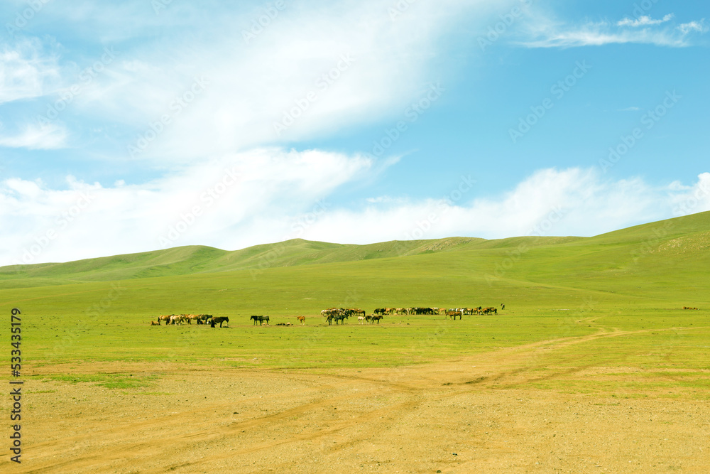 Obraz premium Herd of horses in the pasture in the steppe