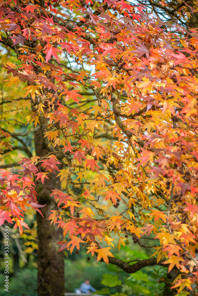 Autumn leaves on maple tree in the forest