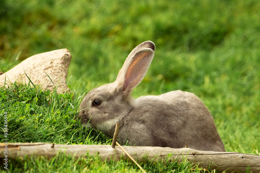 Fototapeta premium かわいい茶色のうさぎ
