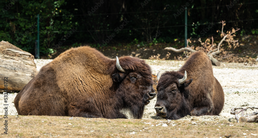 American buffalo known as bison, Bos bison in a german park American buffalo known as bison, Bos bison in a german park