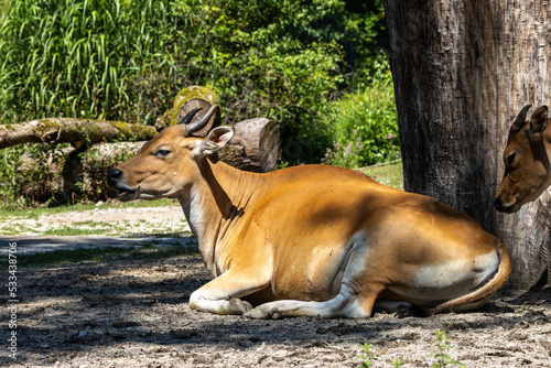 Fototapeta Naklejka Na Ścianę i Meble -  Banteng, Bos javanicus or Red Bull is a type of wild cattle.