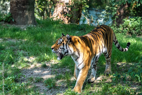 Fototapeta Naklejka Na Ścianę i Meble -  The Siberian tiger,Panthera tigris altaica in a park