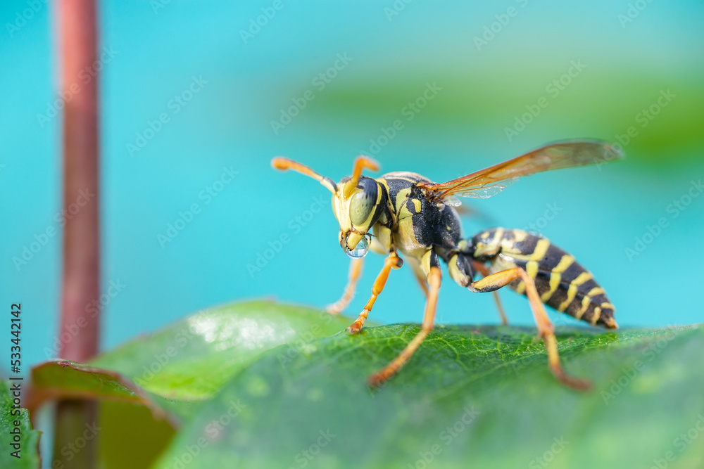 The wasp is sitting on green leaves. The dangerous yellow-and-black striped common Wasp sits on leaves The wasp is sitting on green leaves. The dangerous yellow-and-black striped common Wasp sits on leaves