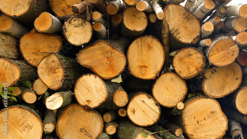 harvesting firewood  stacked wooden logs. sawn tree trunk. wood is dried for heating. renewable energy source.