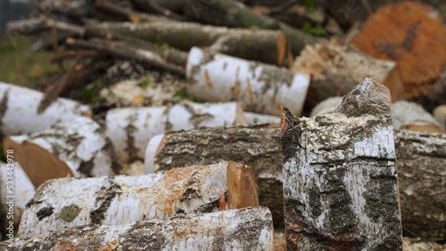 a split birch trunk. a lot of sawdust on the ground. harvesting firewood for heating in winter. parts of a large tree on the grass. the work of a lumberjack