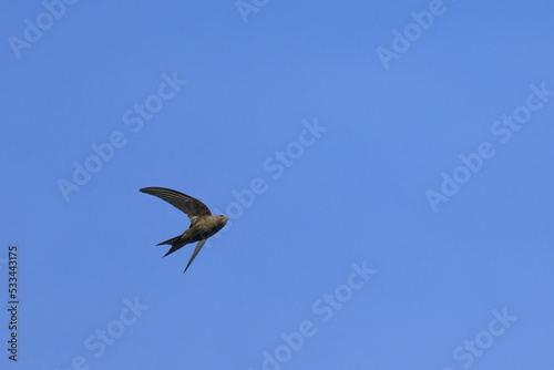 A common swift in flight blue sky