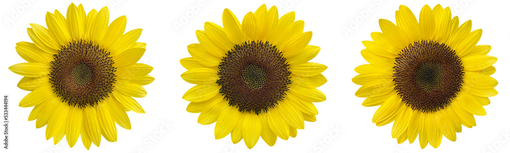 sunflowers clipart png sunflowers clipart png