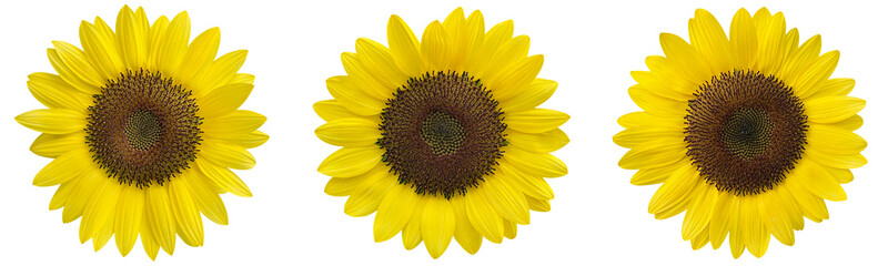 sunflowers clipart png