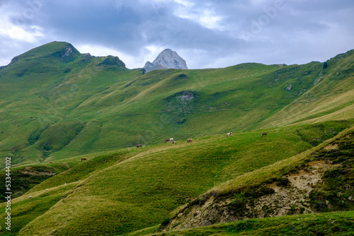 Pecore al pascolo e cavalli allo stato brado sul Colle d'Aubisque, Francia, Pirenei Atlantici photo