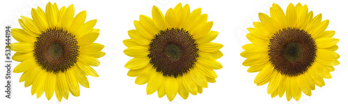 sunflowers clipart png