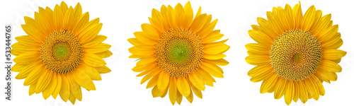 sunflowers clipart png