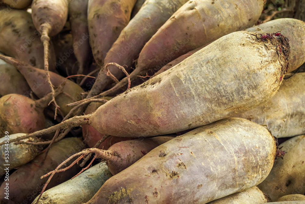 beets harvested at a vegetable farm. beet harvest, beet cultivation concept beets harvested at a vegetable farm. beet harvest, beet cultivation concept