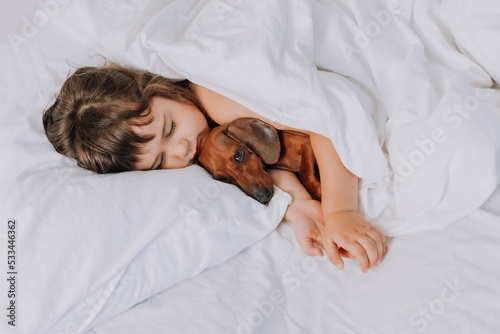 cute little brunette girl at home in bed with a brown dachshund dog cuddling and sleeping