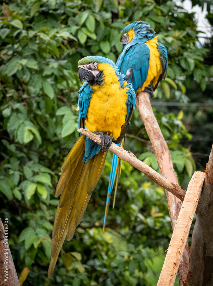 two blue and yellow macaw Ara ararauna