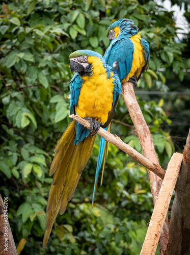 two blue and yellow macaw Ara ararauna