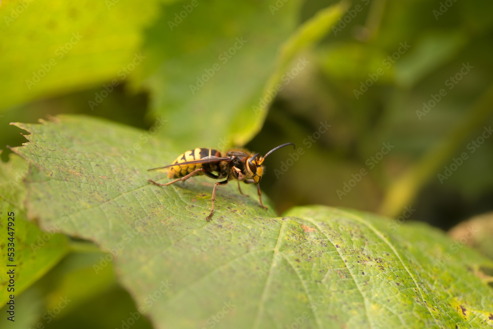 Large hornet on a grape leaf, bright sun