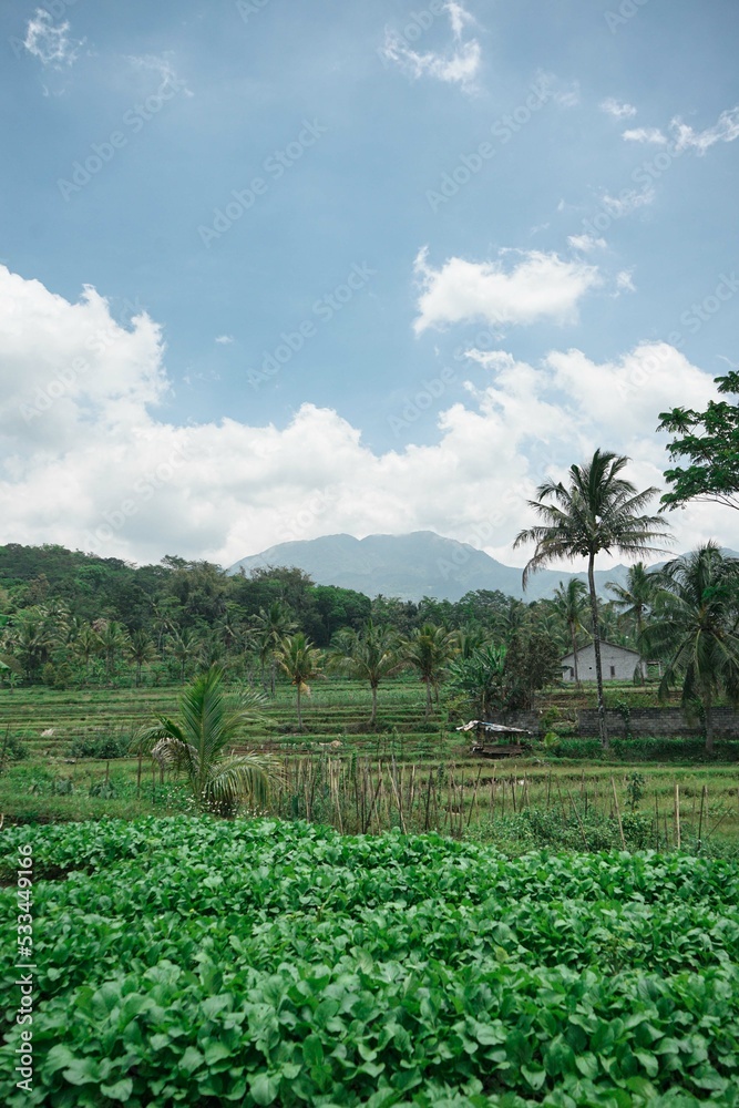 Obraz premium rice field in island