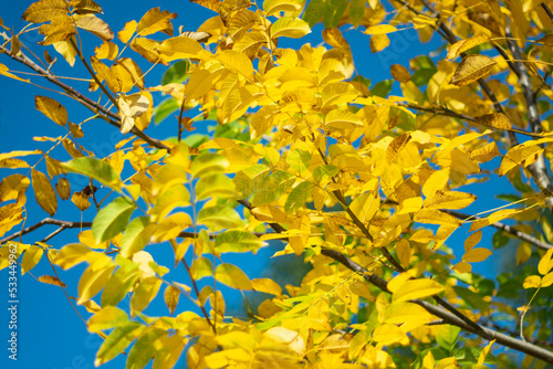 Autumn yellow leaves against the blue sky.