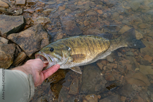 fish in the hand Smallmouth bass fresh catch on a rocky background