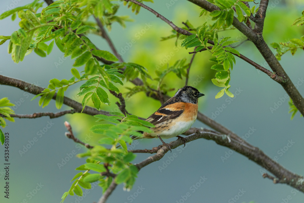 Brambling (Fringilla montifringilla) Brambling (Fringilla montifringilla)