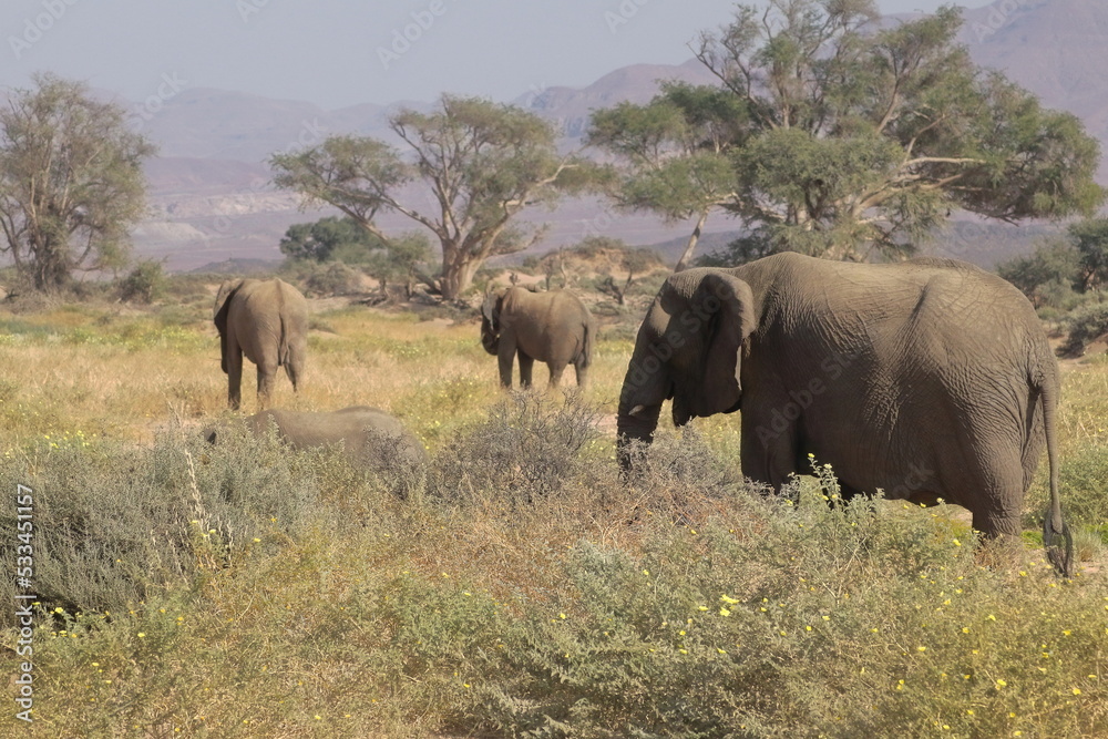 Elephants on route