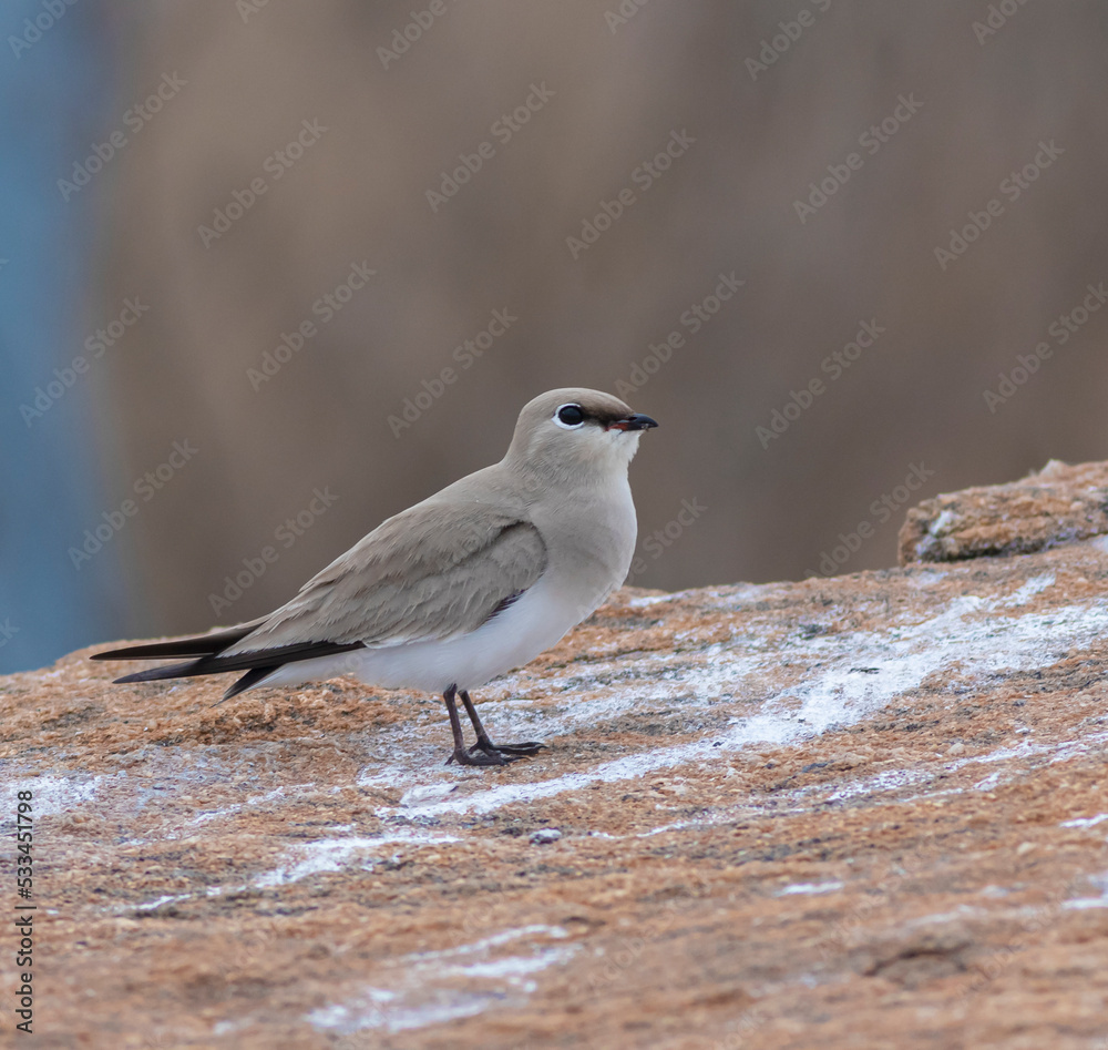 wading bird on a rock; pratincole; small pratincole; white bird on a rock from Sri Lanka wading bird on a rock; pratincole; small pratincole; white bird on a rock from Sri Lanka