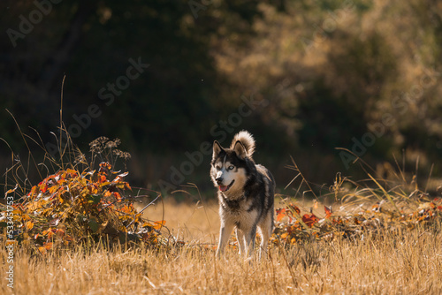 Beautiful husky dog ​​in nature in autumn.
