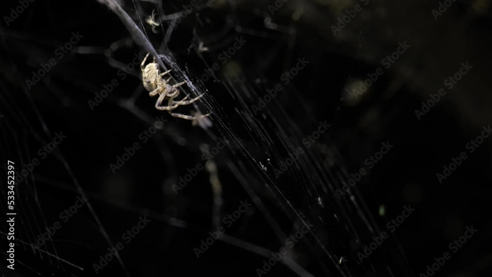 Close-up of hungry spider prepared for evening hunting. Predator waiting for its victim at night. Chaotic, complex and spooky cobweb scenery. Halloween, nightmare and fear concept, black background.