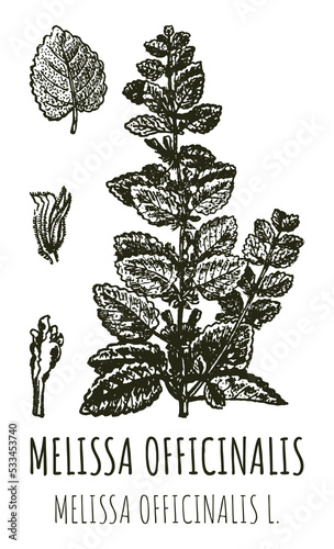 Fototapeta Naklejka Na Ścianę i Meble -  Drawings of Melissa officinalis. Hand drawn illustration. Latin name MELISSA OFFICINALIS L.
