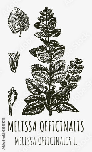 Fototapeta Naklejka Na Ścianę i Meble -  Vector drawings of Melissa officinalis. Hand drawn illustration. Latin name MELISSA OFFICINALIS L.
