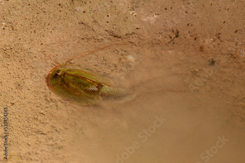 Tadpole shrimp // Urzeitkrebs (Triops vincentinus) from Faro District, Portugal photo