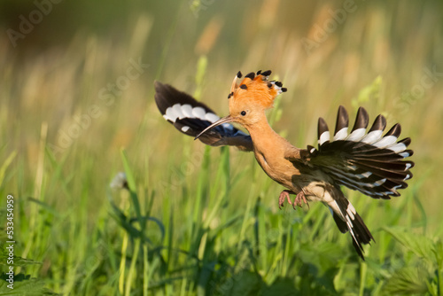 Bird Hoopoe Upupa epops, summer time in Poland Europe flying bird © Marcin Perkowski