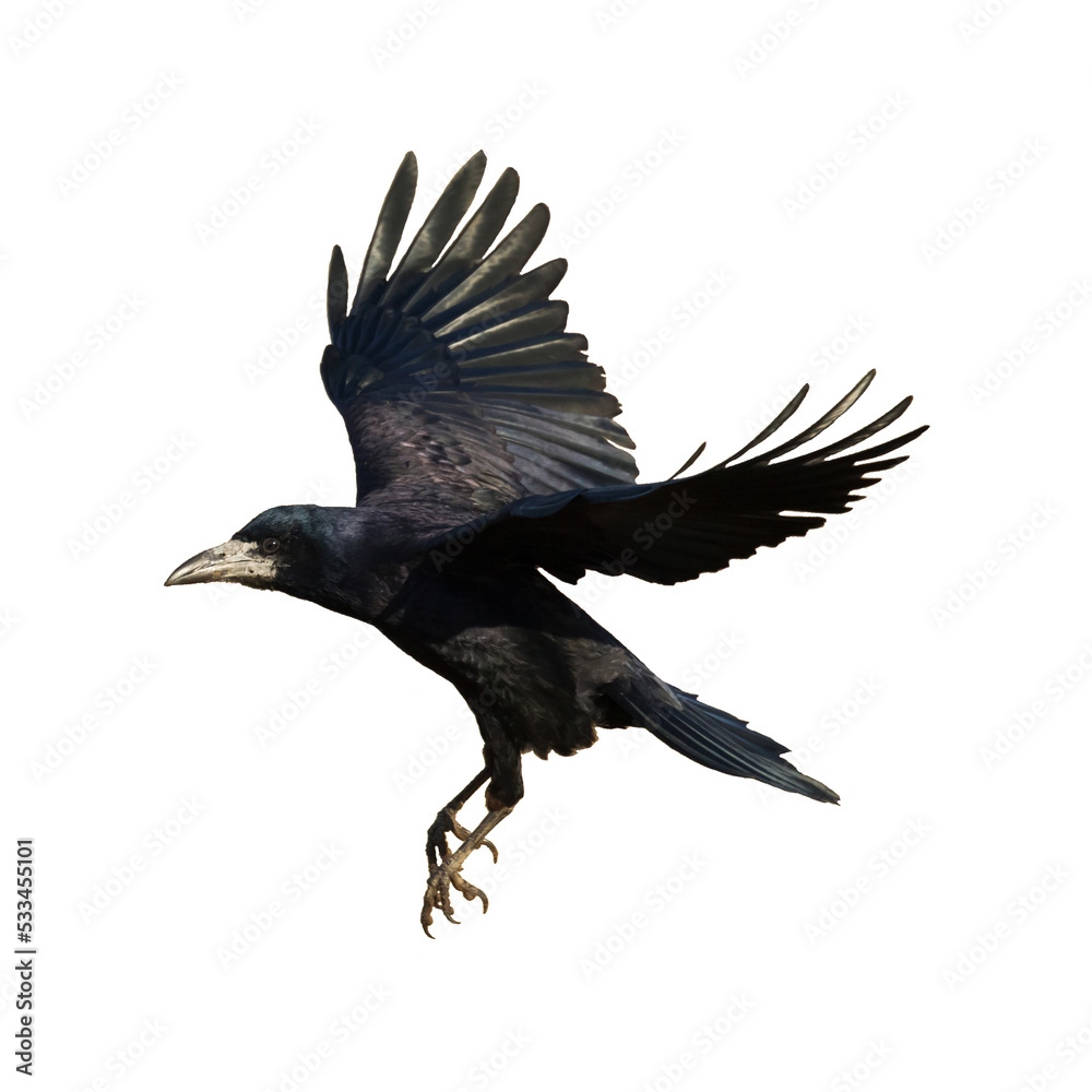 Fototapeta premium Rook Corvus frugilegus flying black bird isolated on white background