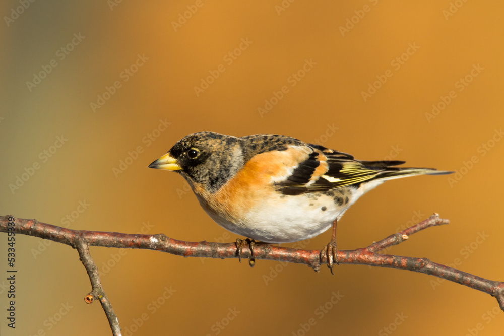 Bird Brambling Fringilla montifringilla male sittting on the branch, winter time orange background, Poland Europe, migratory bird