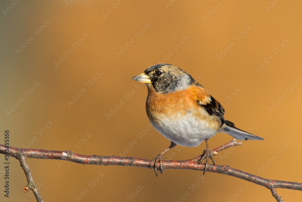 Bird Brambling Fringilla montifringilla male sittting on the branch, winter time orange background, Poland Europe, migratory bird Bird Brambling Fringilla montifringilla male sittting on the branch, winter time orange background, Poland Europe, migratory bird