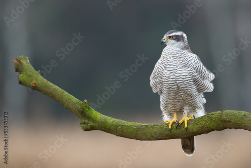 Birds of prey Goshawk Accipiter gentilis juvenile bird hunting time Poland Europe adult male bird sitting on the tree