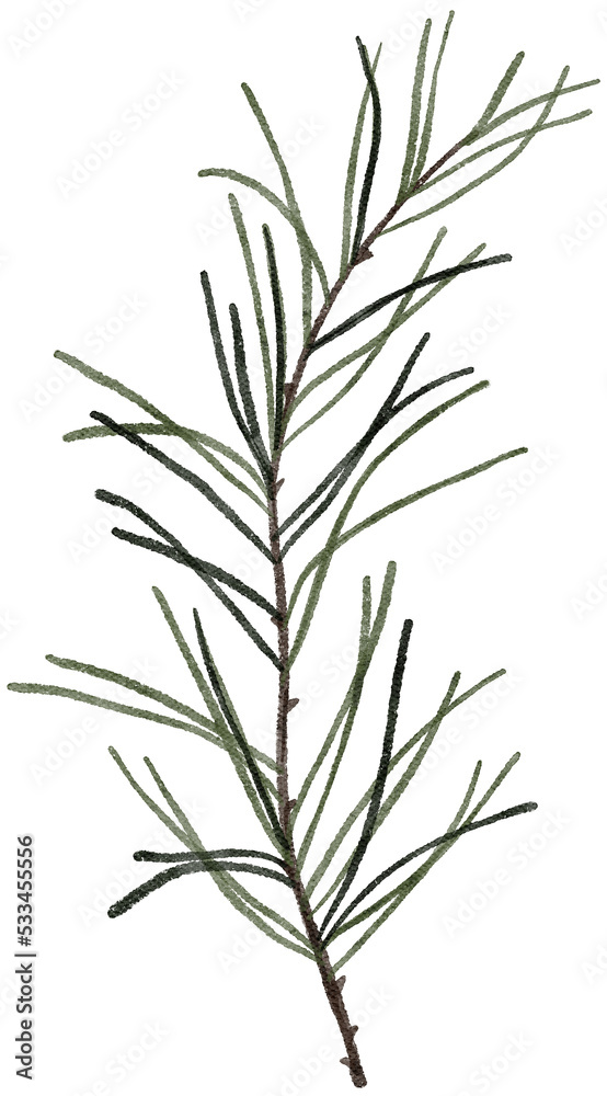 Watercolor winter fir branch illustration. Delicate fragile Christmas botanical floral spruce branch leaf