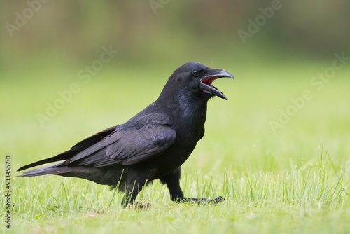 Bird beautiful raven ( Corvus corax ) North Poland Europe walking on green meadow