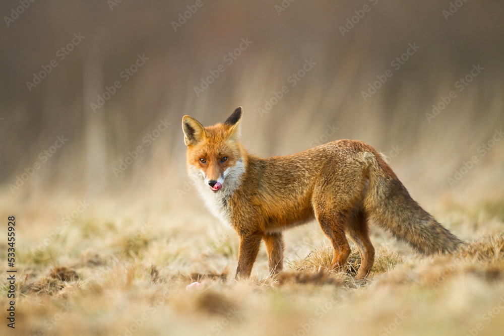 Fox Vulpes vulpes in autumn scenery, Poland Europe, animal walking among autumn meadow in amazing warm light	