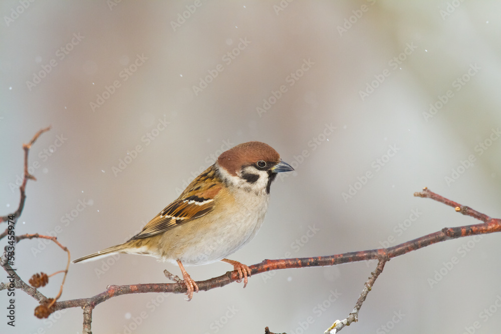 tree sparrow Passer montanus sitting on a branch brown background winter time winter frosty day tree sparrow Passer montanus sitting on a branch brown background winter time winter frosty day