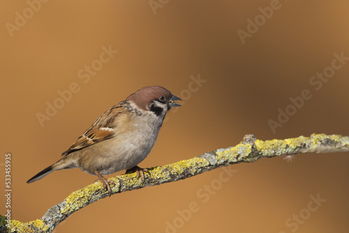 tree sparrow Passer montanus sitting on a branch brown background winter time winter frosty day