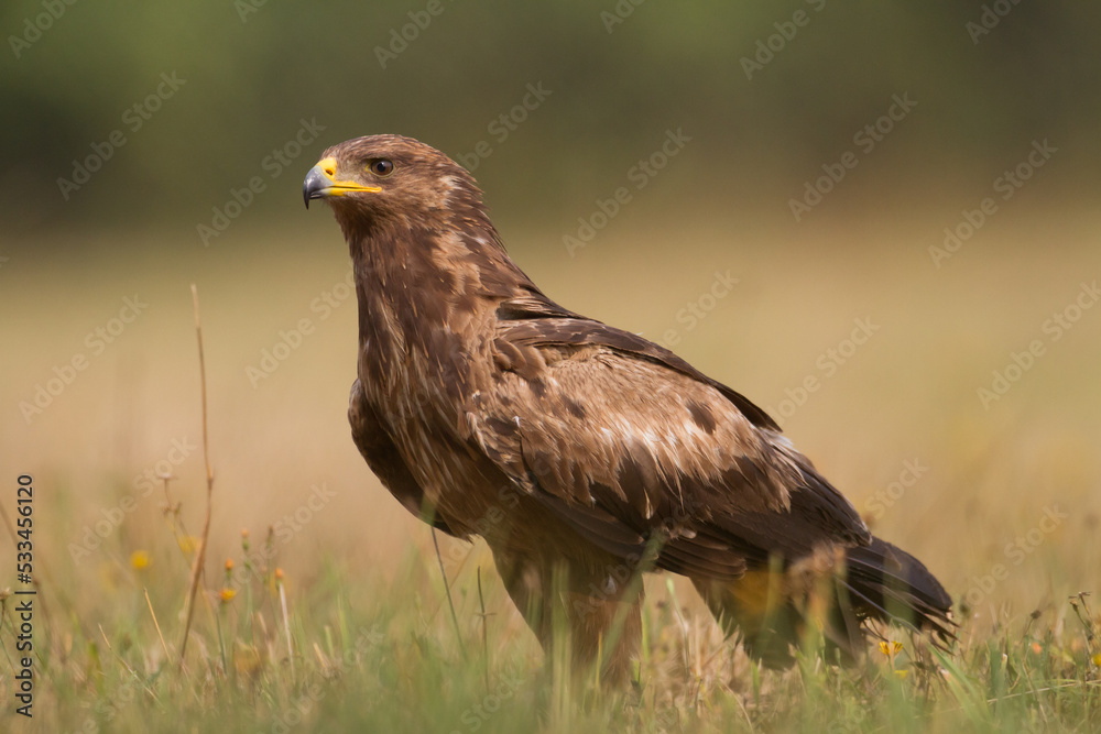 Birds of prey - Lesser Spotted Eagle ( Aquila pomarina ) Birds of prey - Lesser Spotted Eagle ( Aquila pomarina )