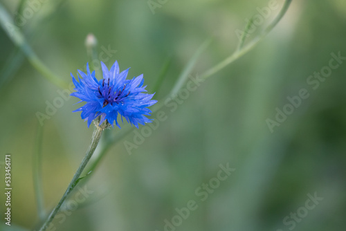 Purple knapweed flowers in a bouquet isolated on white background