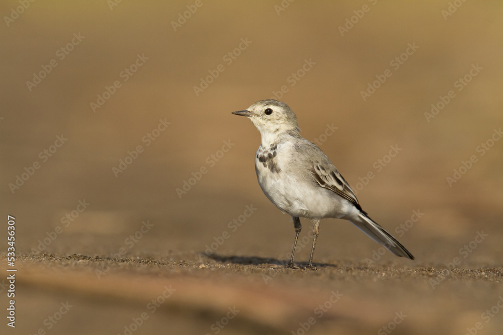 Bird white wagtail Motacilla alba small bird with long tail on light brown background, Poland Europe Bird white wagtail Motacilla alba small bird with long tail on light brown background, Poland Europe