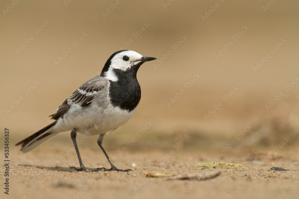 Bird white wagtail Motacilla alba small bird with long tail on light brown background, Poland Europe Bird white wagtail Motacilla alba small bird with long tail on light brown background, Poland Europe