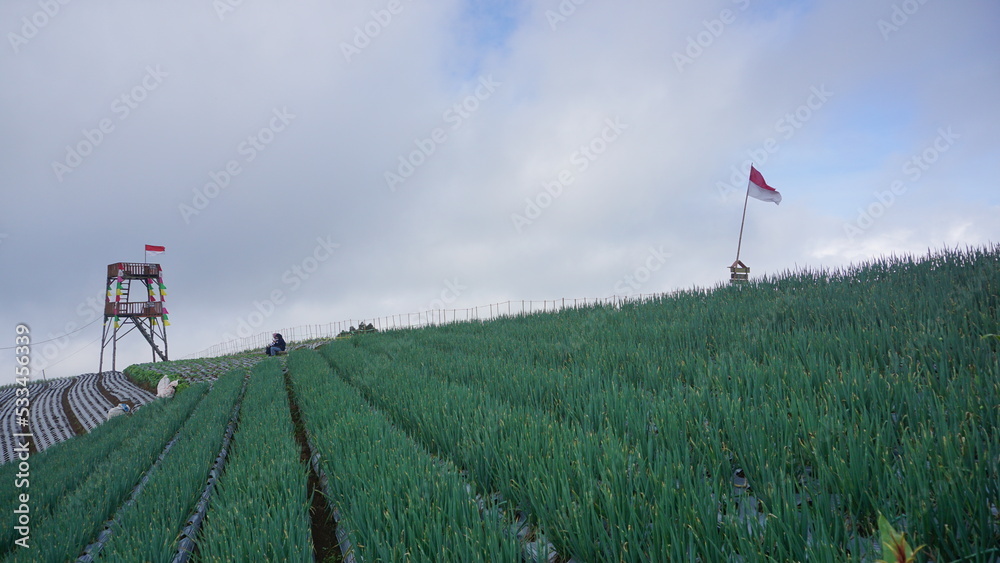 scallion plants that planted on the plantation on winter sesion, the leaves are green and look fresh - organic vegetable plantation
scallion plants that planted on the plantation on winter sesion, the leaves are green and look fresh - organic vegetable plantation